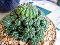 Matucana polzii