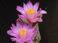 Mammillaria saboae