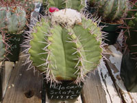 Melocactus schatzlii