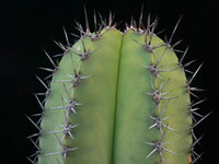 Myrtillocactus schenckii