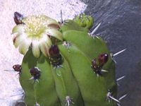 Myrtillocactus schenckii