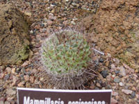 Mammillaria scrippsiana