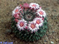 Mammillaria sempervivi