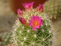 Mammillaria sphacelata