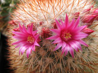 Mammillaria spinosissima