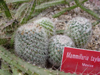 Mammillaria tayloriorum