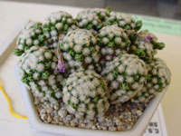 Mammillaria theresae