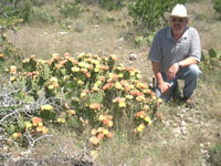 Opuntia atrispina