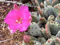 Opuntia basilaris