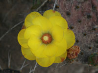 Opuntia decumbens