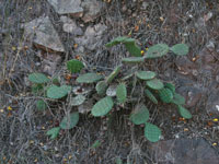 Opuntia decumbens