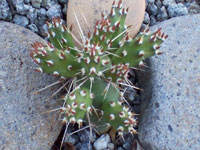 Opuntia fragilis