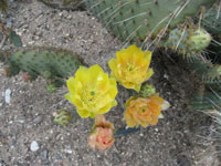 Opuntia gosseliniana