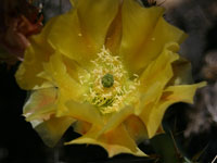 Opuntia phaeacantha