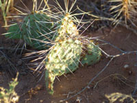 Opuntia pinkavae