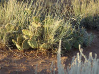 Opuntia pinkavae