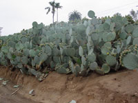 Opuntia robusta