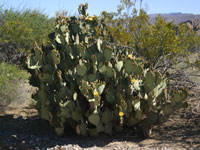 Opuntia rufida