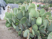 Opuntia rufida