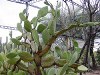 Opuntia soederstromiana