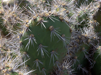 Opuntia caracassana