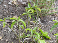 Pereskia aculeata