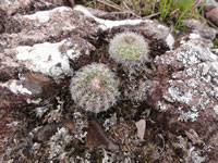 Parodia alacriportana