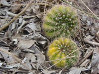 Parodia carambeiensis