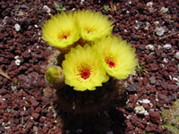 Parodia concinna