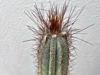 Pilosocereus flexibilispinus