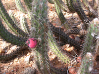 Pilosocereus gounellei