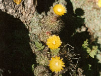 Parodia microsperma