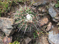 Parodia neoarechavaletae