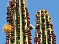Pachycereus pecten-aboriginum