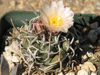 Pediocactus peeblesianus