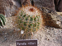 Parodia ritteri