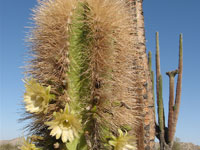 Pachycereus schottii