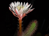 Peniocereus serpentinus