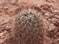 Pediocactus sileri