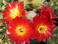 Rebutia vasqueziana