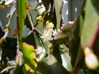 Rhipsalis crispata