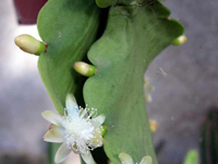 Rhipsalis elliptica