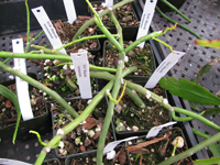 Rhipsalis floccosa