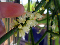 Rhipsalis grandiflora