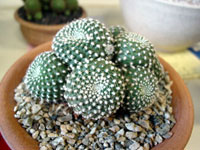 Rebutia marsoneri