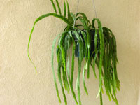 Rhipsalis micrantha