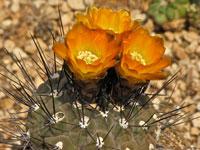 Rebutia neumanniana