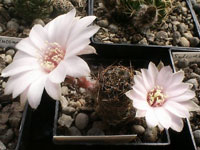 Rebutia pygmaea