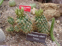 Sclerocactus scheeri