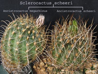 Sclerocactus scheeri